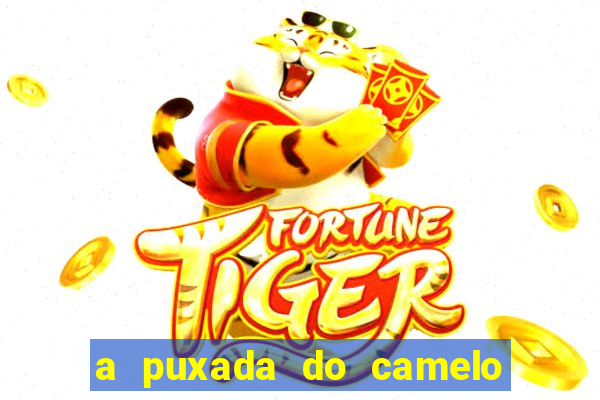 a puxada do camelo no jogo do bicho